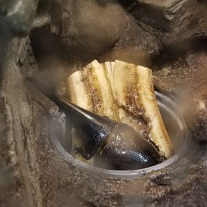 LI Aquarium, Butterfly exhibit - Hercules beetle