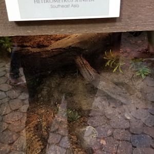 LI Aquarium, Butterfly exhibit - Asian forest scorpion