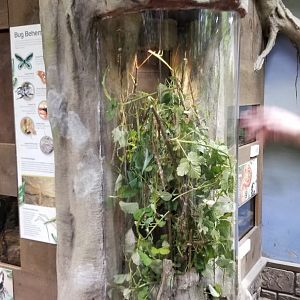 LI Aquarium, Butterfly exhibit - giant stick insect, goliath stick insect