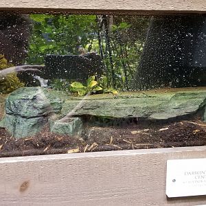 LI Aquarium, Butterfly exhibit - Darwin's goliath centipede