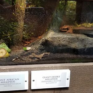 LI Aquarium, Butterfly exhibit - giant african millipede, giant desert millipede
