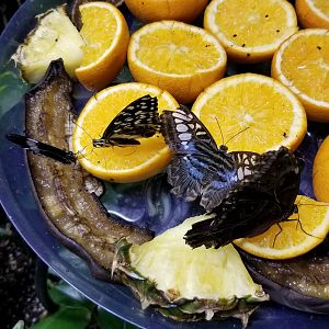 LI Aquarium, Butterfly exhibit