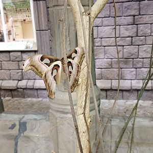 LI Aquarium, Butterfly exhibit