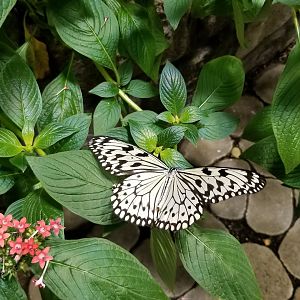 LI Aquarium, Butterfly exhibit