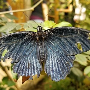LI Aquarium, Butterfly exhibit