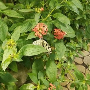 LI Aquarium, Butterfly exhibit