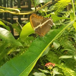LI Aquarium, Butterfly exhibit