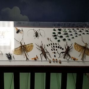 LI Aquarium, Butterfly exhibit, upstairs - Insects of Indo-Australia