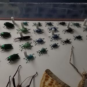 LI Aquarium, Butterfly exhibit, upstairs - Insects of Indo-Australia