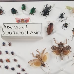LI Aquarium, Butterfly exhibit, upstairs - Insects of Southeast Asia