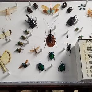 LI Aquarium, Butterfly exhibit, upstairs - Insects of Southeast Asia