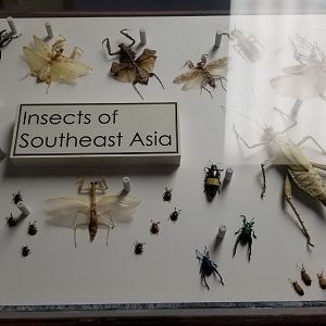 LI Aquarium, Butterfly exhibit, upstairs - Insects of Southeast Asia