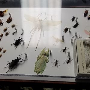 LI Aquarium, Butterfly exhibit, upstairs - Insects of Southeast Asia