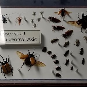 LI Aquarium, Butterfly exhibit, upstairs - Insects of Central Asia