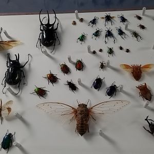 LI Aquarium, Butterfly exhibit, upstairs - Insects of Central Asia