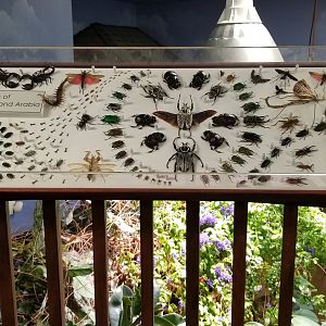 LI Aquarium, Butterfly exhibit, upstairs - Insects of Africa & Arabia