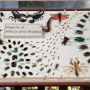 LI Aquarium, Butterfly exhibit, upstairs - Insects of Africa & Arabia