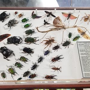 LI Aquarium, Butterfly exhibit, upstairs - Insects of Africa & Arabia