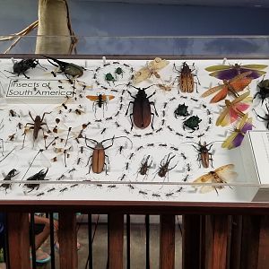 LI Aquarium, Butterfly exhibit, upstairs - Insects of South America