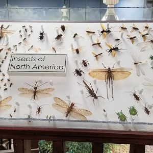 LI Aquarium, Butterfly exhibit, upstairs - Insects of North America