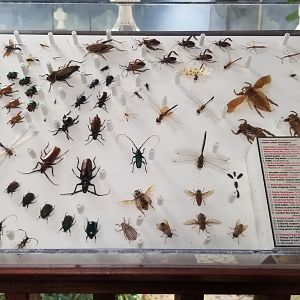 LI Aquarium, Butterfly exhibit, upstairs - Insects of North America