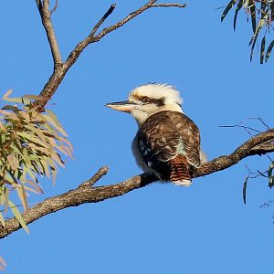 Kookaburra