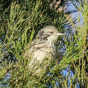 Striped Honeyeater