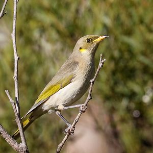 Fuscous Honeyeater