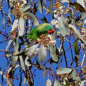 Little Lorikeet