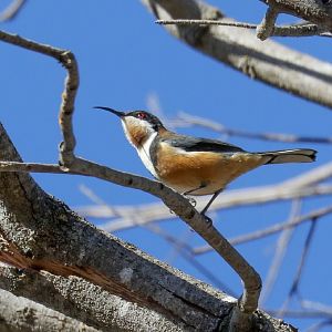 Eastern Spinebill