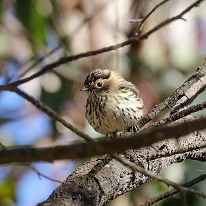 Speckled Warbler