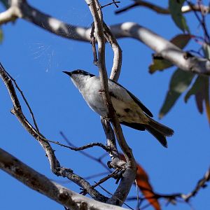 White-naped Honeyeater