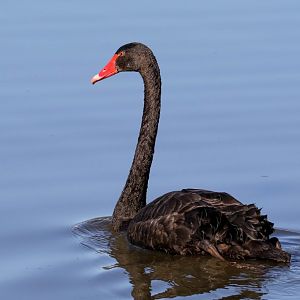 Black Swan
