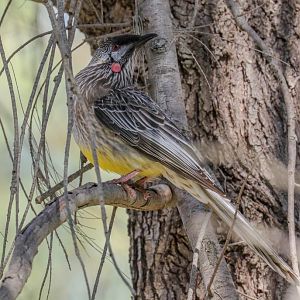 Red Wattlebird