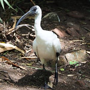 Hybrid Threskiornis ibis (?) - 2020-06-20