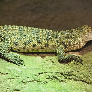 Philippine crocodile (Crocodylus mindorensis), 2020-06-20