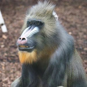 Mandrill (Mandrillus sphinx), 2018-08-19