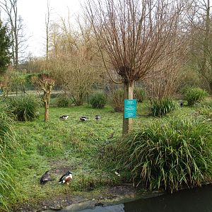 Former waterfowl breeding area where the South American aviary is now located, 2008-02-03