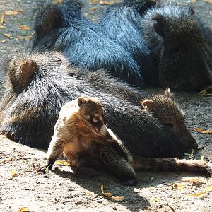 White-nosed coati (Nasua narica) and Chacoan peccaries (Catagonus wagneri), 2020-09-16