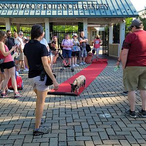 Jun. 2021 - Miniature Pig Pushing the Red Carpet (For Members)