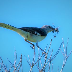 Northern Mockingbird