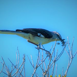 Northern Mockingbird