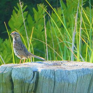 Song Sparrow