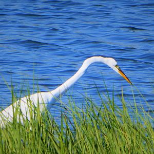 Great Egret