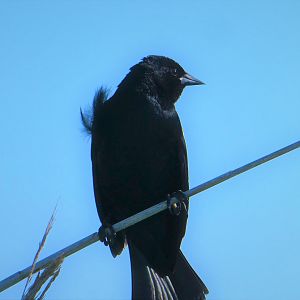 Red-winged Blackbird