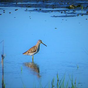 Greater Yellowlegs
