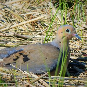Mourning Dove