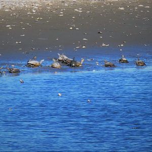 Northern Diamondback Terrapins