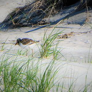 American Oystercatcher Chick