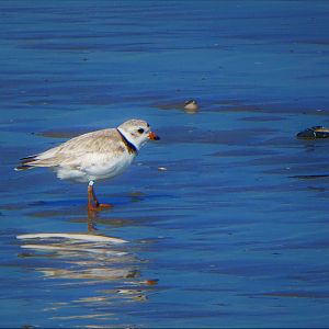 Piping Plover